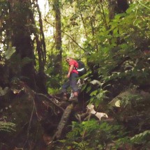 Jungle trail to Pico de Loro